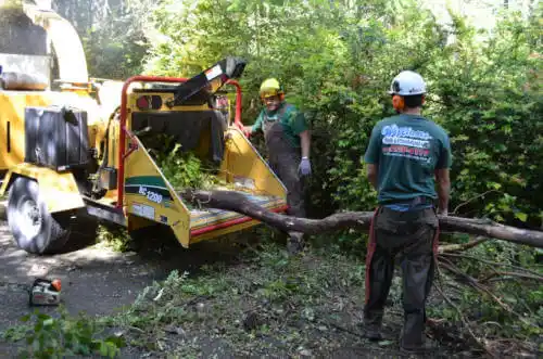 tree services Parklawn